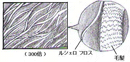 ���V�F���@�t���X�f�ʐ}