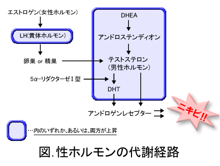 性ホルモンの代謝経路