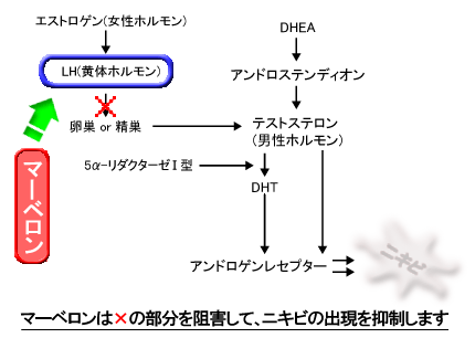 マーベロンの作用