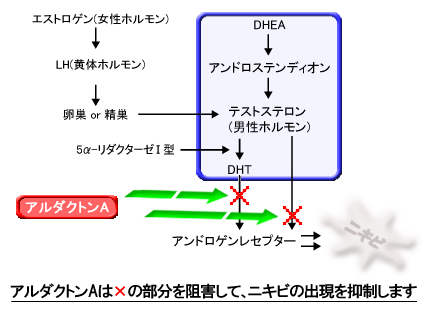 アルダクトンAの作用